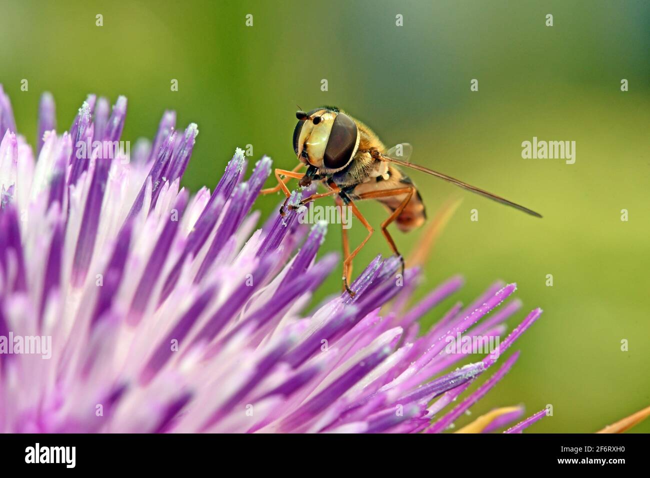 Hover fly on thorn flower Stock Photo