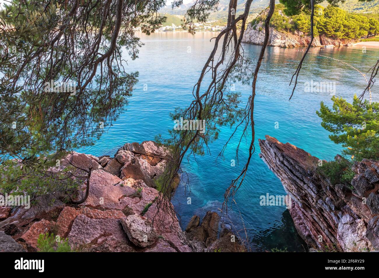 Tree branches at the foot of the mountain near Sveti Stefan Islland in the  Budva riviera, Montenegro Stock Photo - Alamy