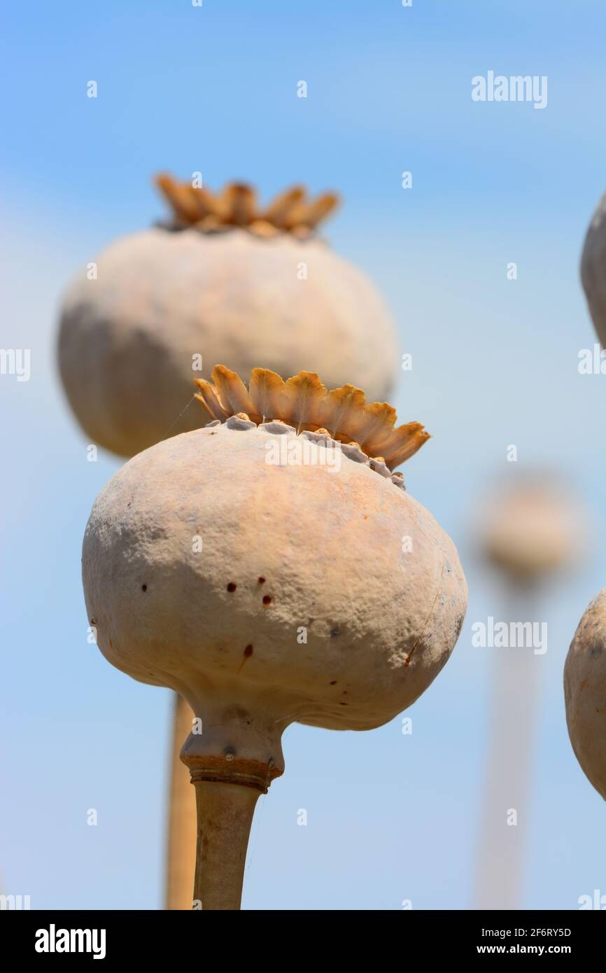 Poppy flower head Stock Photo