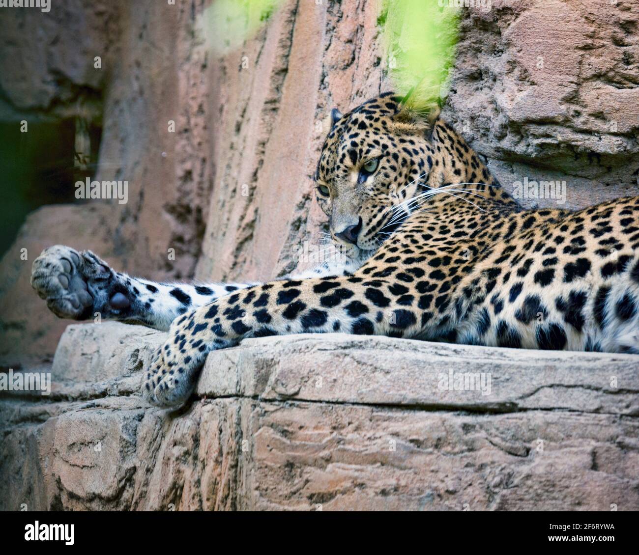Fuengirola, Costa del Sol, Malaga Province, Andalusia, southern Spain. Leopard, (Panthera pardus). Photographed in captivity in Fuengirola Bioparc.. Stock Photo