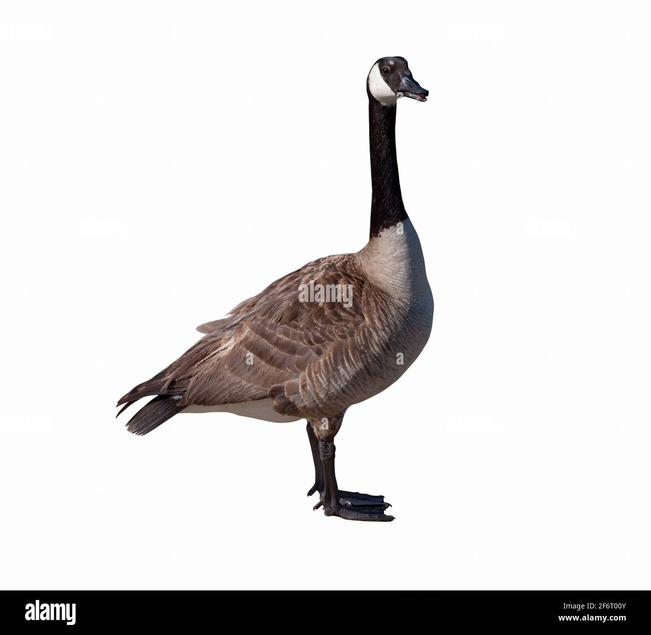 Canada goose close up isolated on white background Stock Photo - Alamy