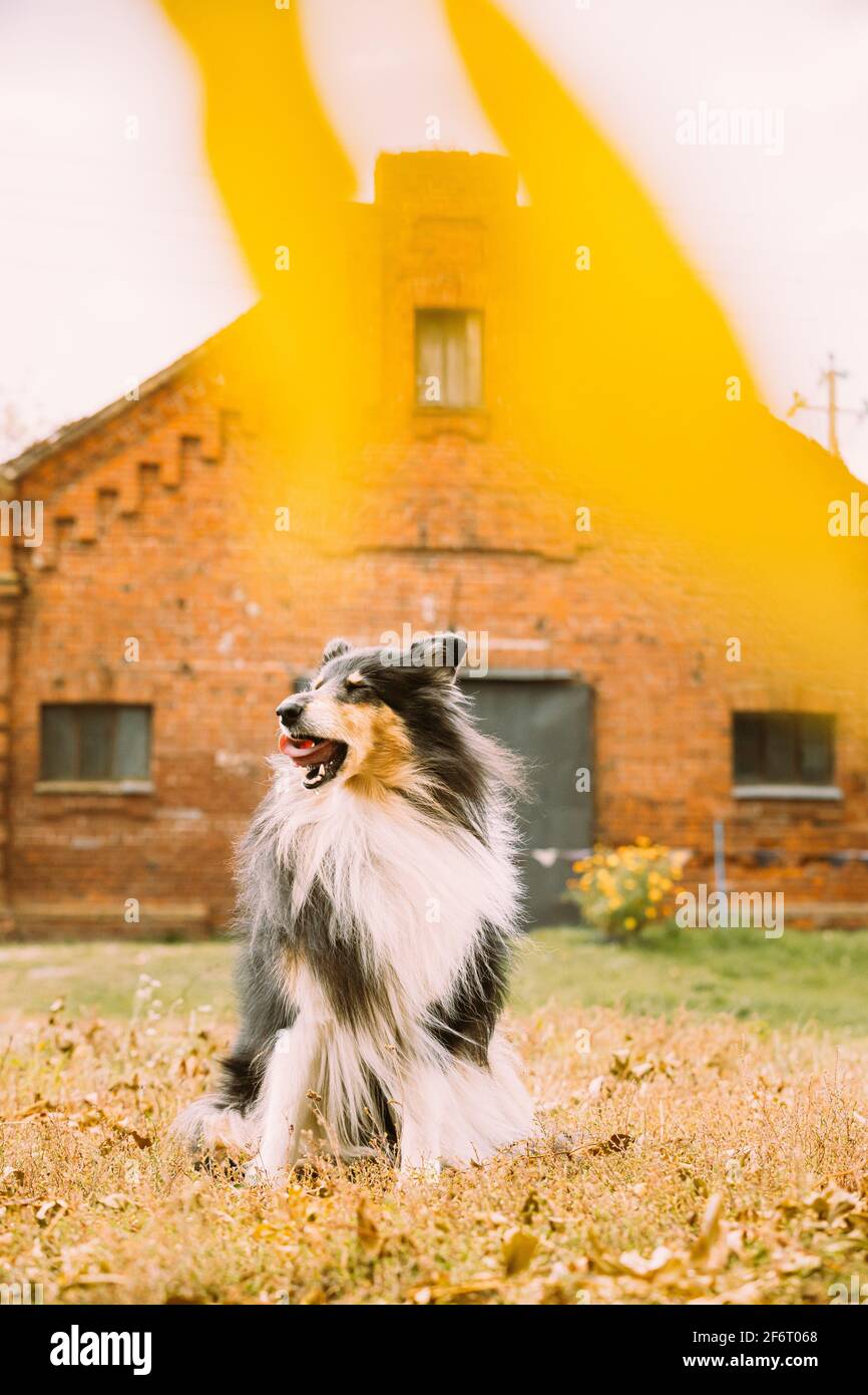 Lassie dog hi-res stock photography and images - Alamy