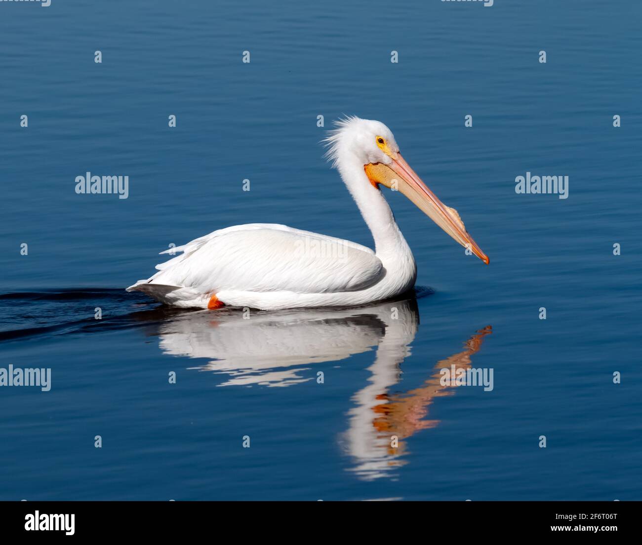 American White Pelican Closeup At San Joaquin Marsh And Wildlife american-white-pelican-closeup-at-san-joaquin-marsh-and-wildlife