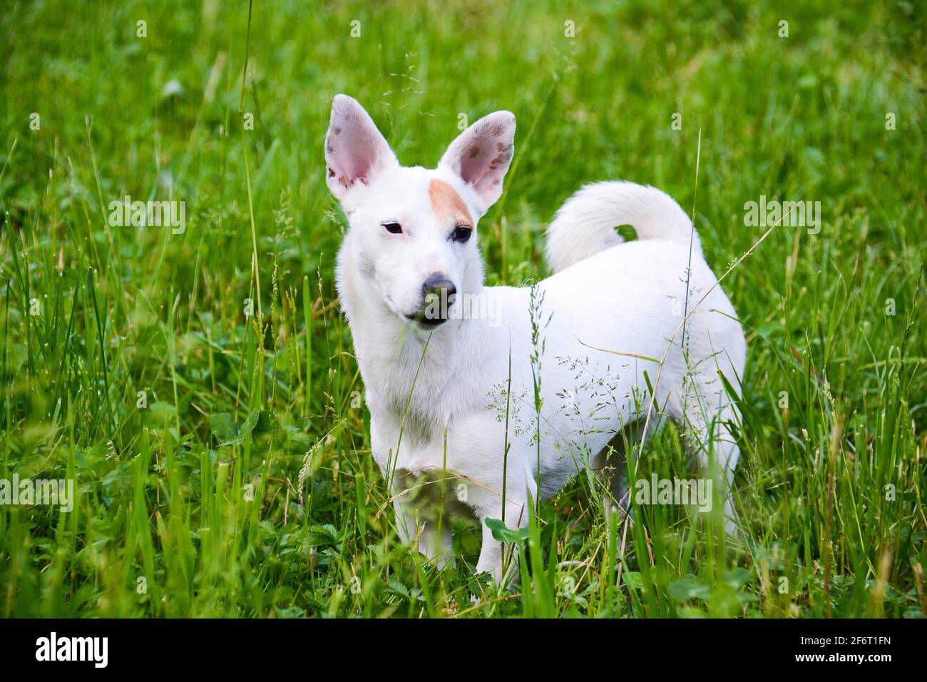 jack Russell dog free spirit Stock Photo Alamy