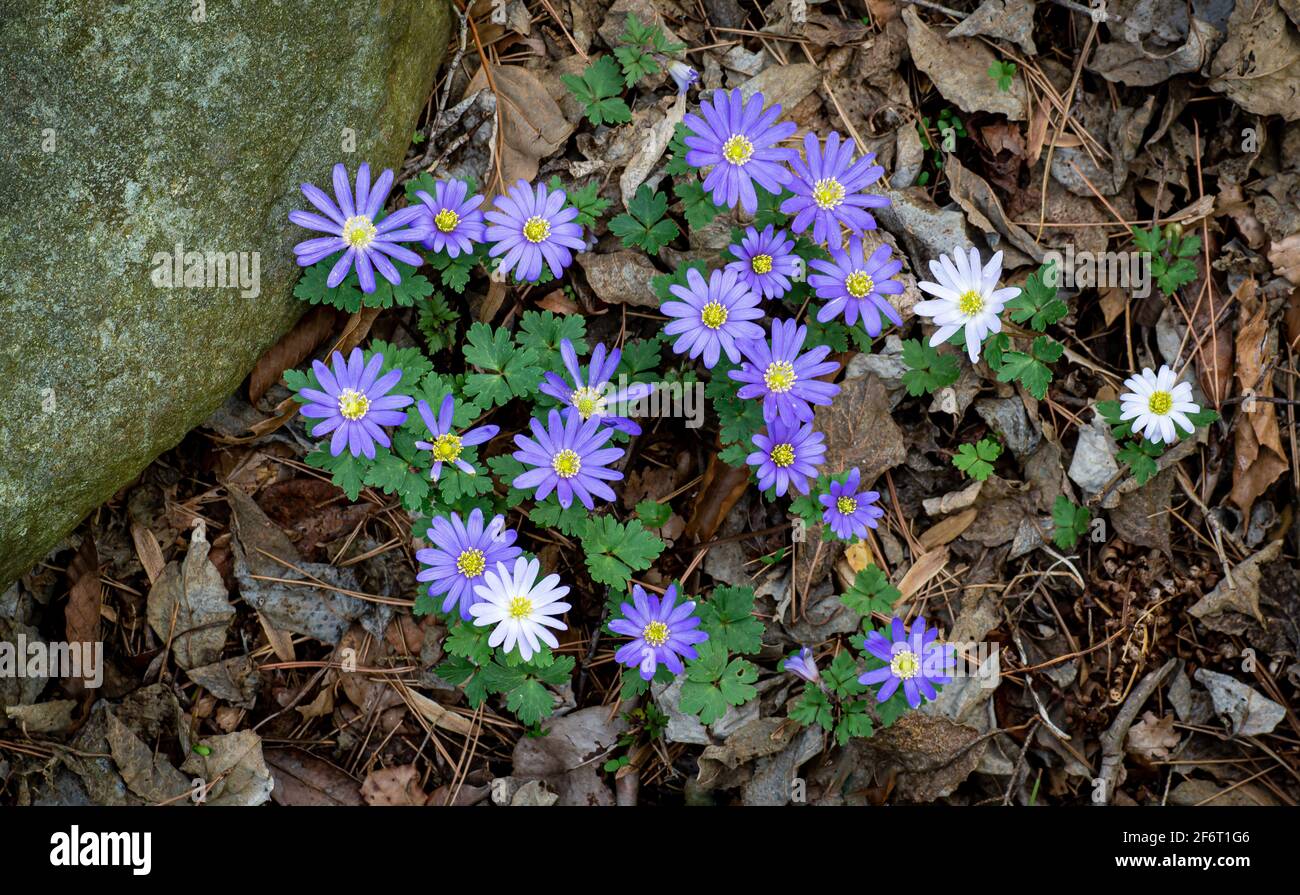 Blanda blue anemone flowers (Anemone blanda) blooming in late winter in a garden in Virginia. Flower is native to southeastern Europe, Turkey, the Bal Stock Photo