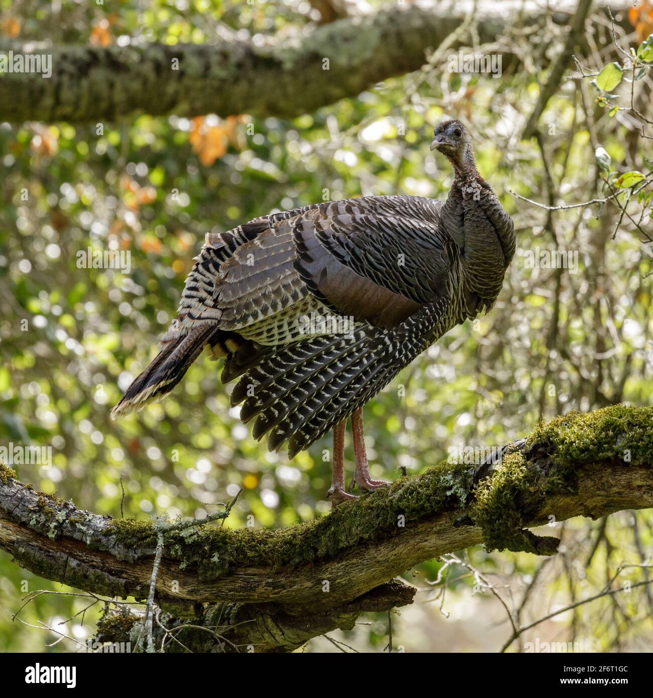 Wild Turkey Adult Hen roosting on oak tree and looking at camera Stock