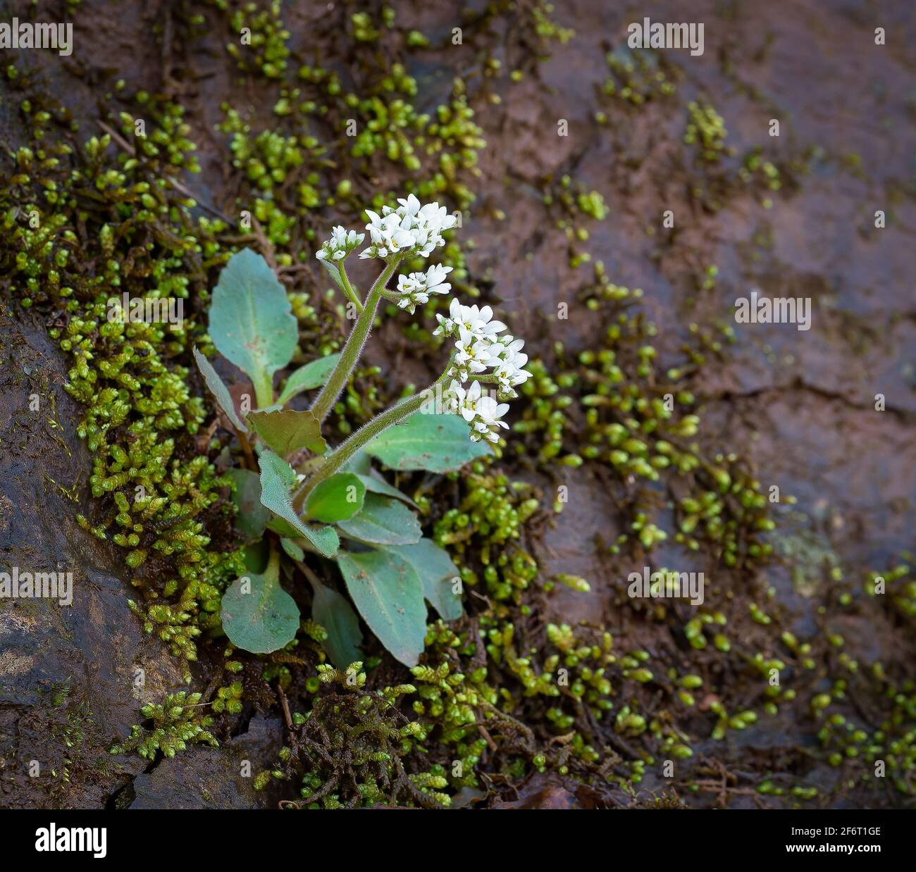 Early saxifrage (Saxifraga virginiensis), a wildflower native to eastern North America, growing from a rocky cliff face, surrounded by moss. Stock Photo