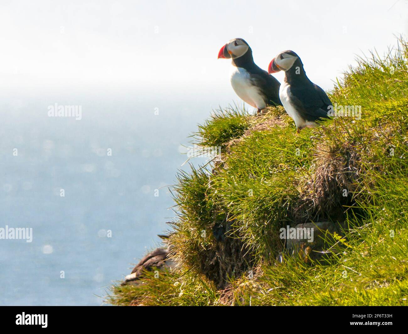 Puffins are any of three small species of alcids (auks) in the bird genus Fratercula with a brightly coloured beak during the breeding season. These Stock Photo