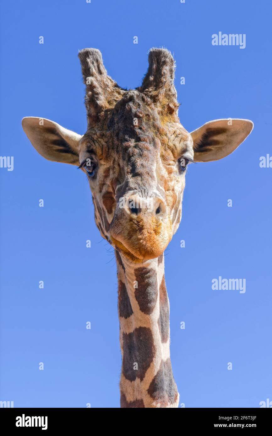 The giraffe is a genus of African even-toed ungulate mammals, the tallest living terrestrial animals and the largest ruminants. The genus currently Stock Photo