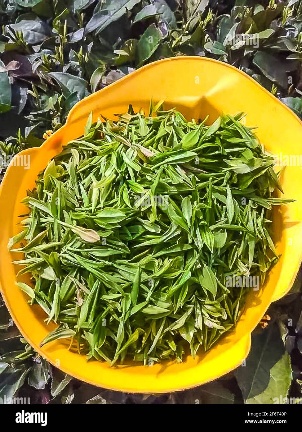 China tea hires stock photography and images Alamy