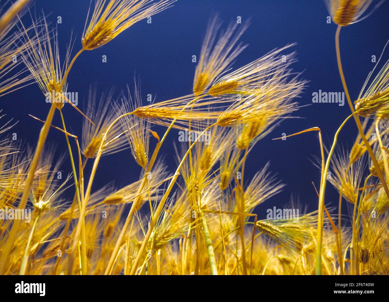 Barley, a hardy cereal that has coarse bristles extending from the ears. It is widely cultivated, chiefly for use in brewing and stockfeed. Stock Photo