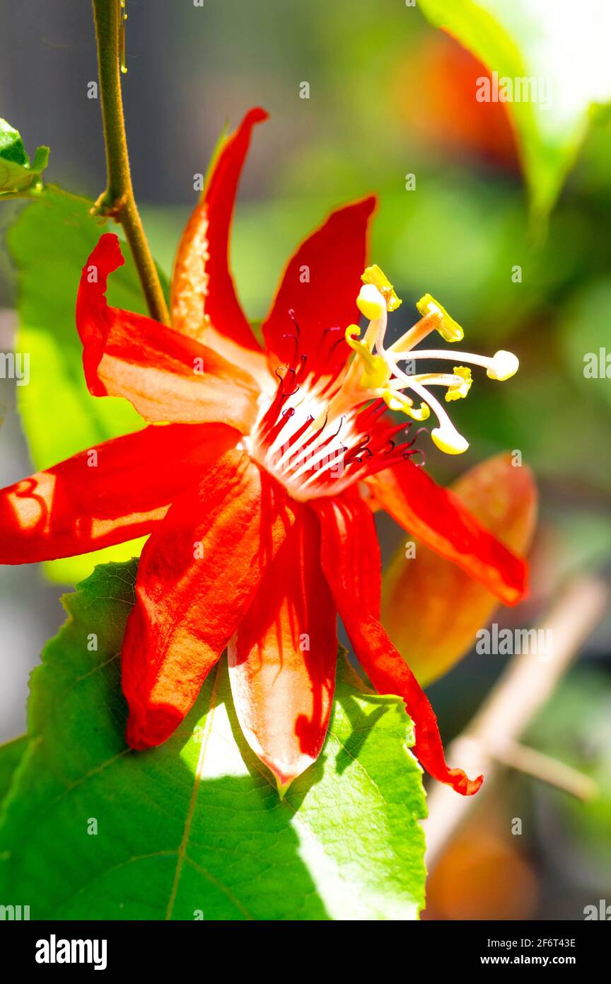 Passion Flower (Passiflora miniata). Stock Photo