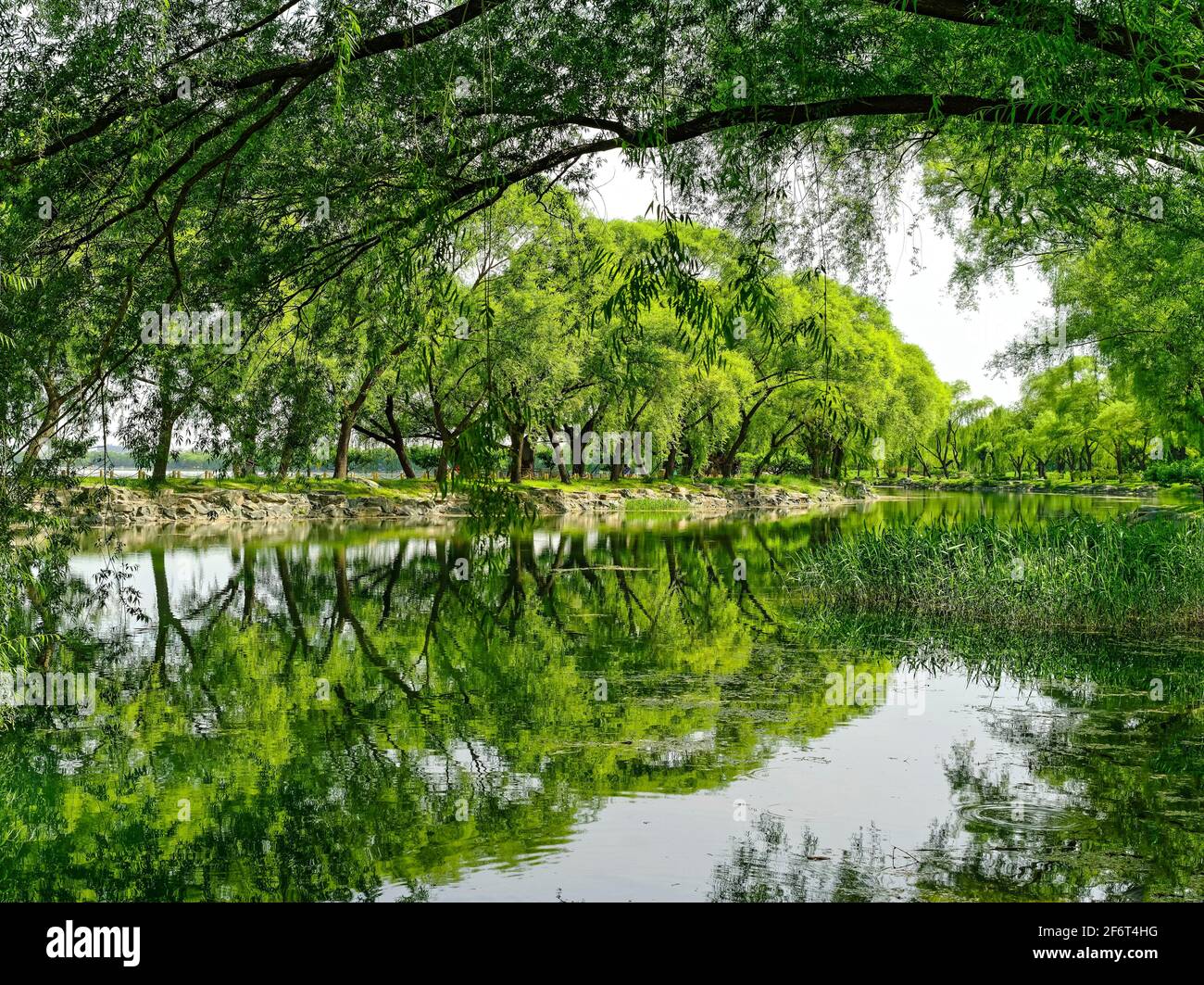 Trees at The West Causeway. The Summer Palace. Beijing. China.The West Causeway was created to perfectly adorn the man-made lake area it embraced. In Stock Photo