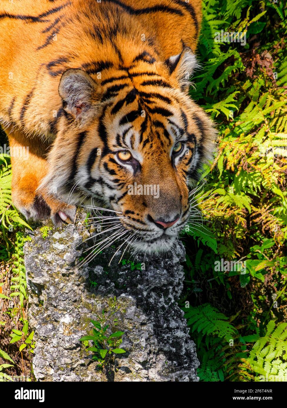 The tiger (Panthera tigris) is the largest cat species, most recognizable for their pattern of dark vertical stripes on reddish-orange fur with a Stock Photo