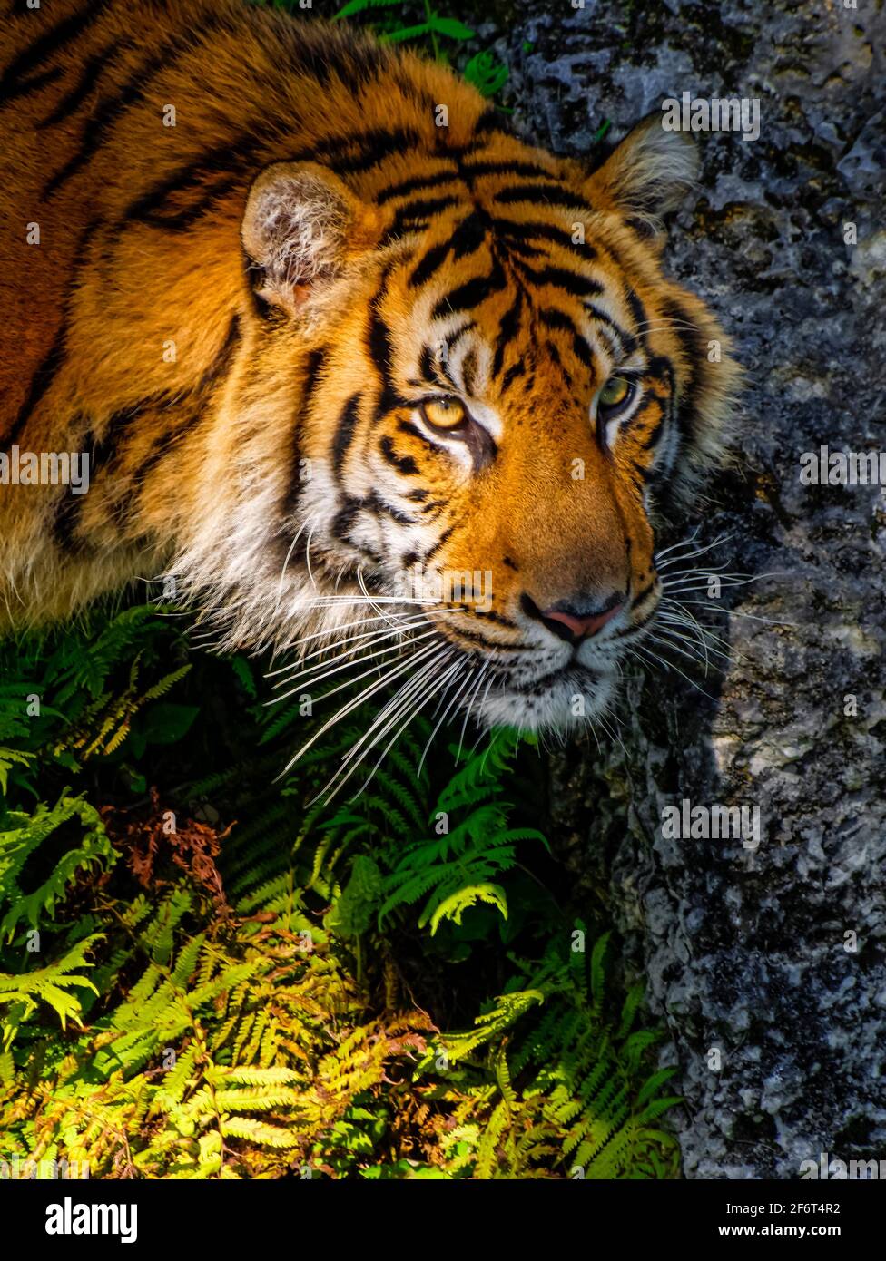 The tiger (Panthera tigris) is the largest cat species, most ...