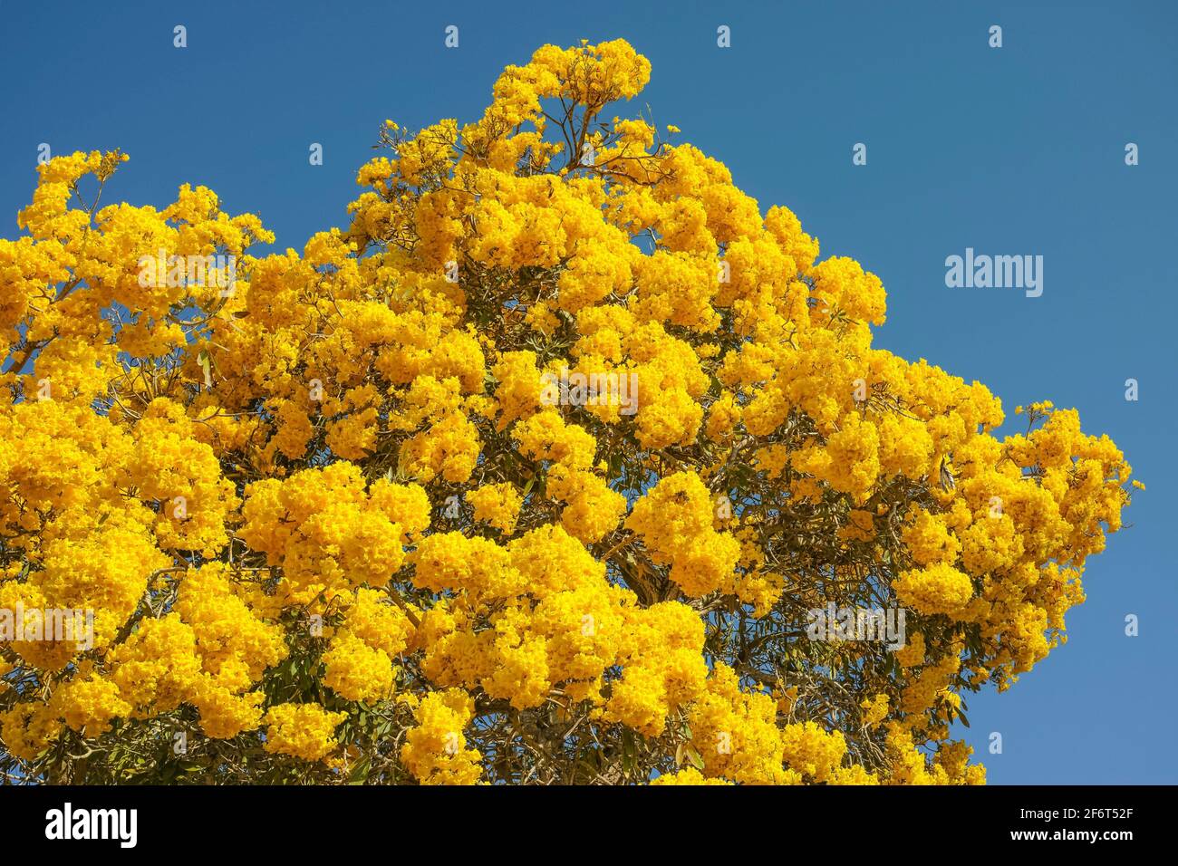 Common tree of united states hi-res stock photography and images - Alamy