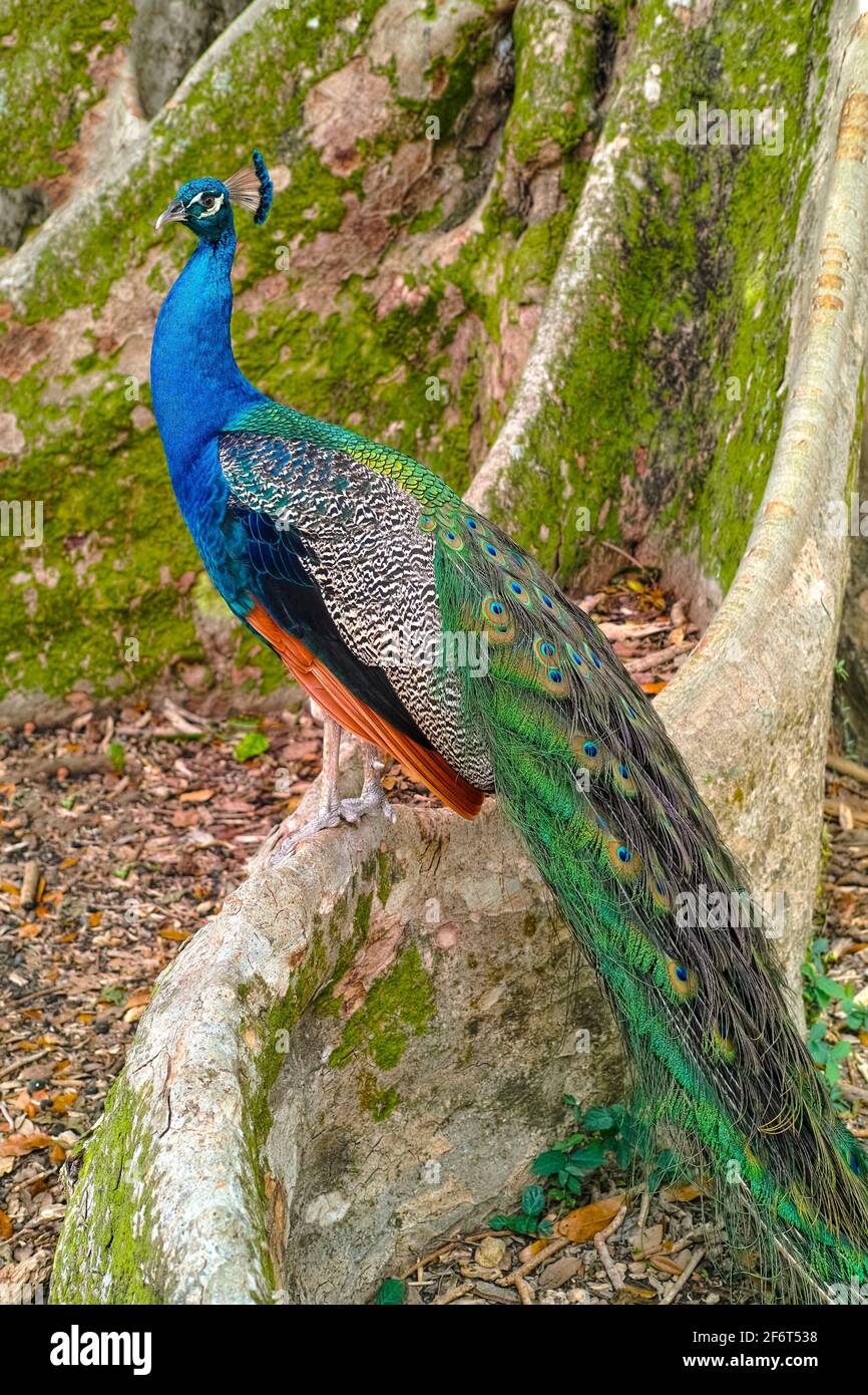 The Indian Peafowl (Pavo cristatus) - also known as the Common Peafowl and the India Blue Peafowl - is native to India and Sri Lanka inhabiting dry Stock Photo
