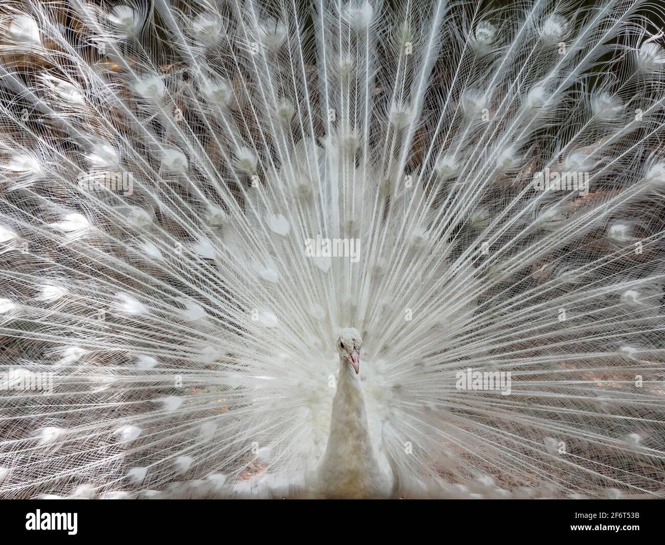 Occasionally, peafowl appear with white plumage. Although albino peafowl do exist, this is quite rare and almost all white peafowl are not, in fact, Stock Photo