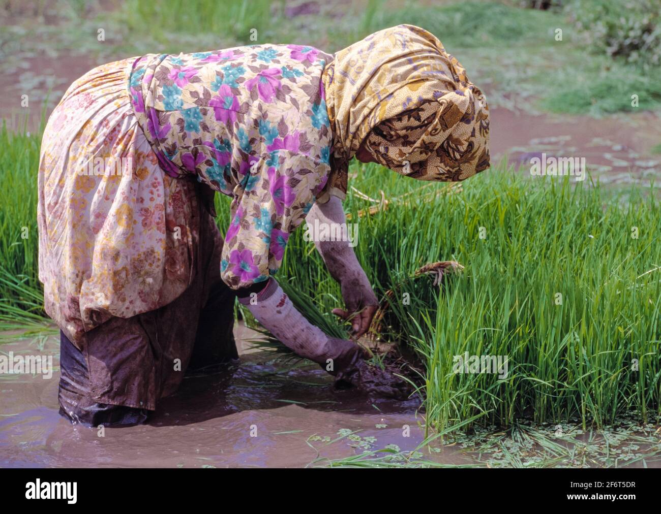 Java rice hi-res stock photography and images - Alamy