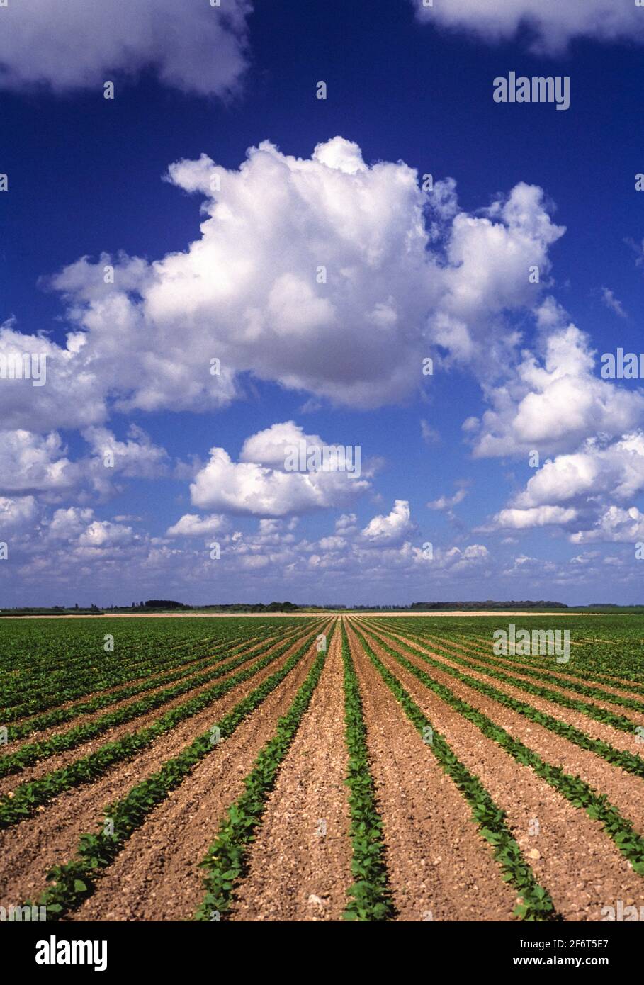 Agriculture Fields. Homestead. Florida. USA Stock Photo Alamy