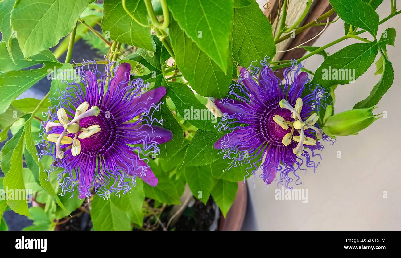 Passiflora, known also as the passion flowers or passion vines, is a genus of about 550 species of flowering plants, the type genus of the family Stock Photo