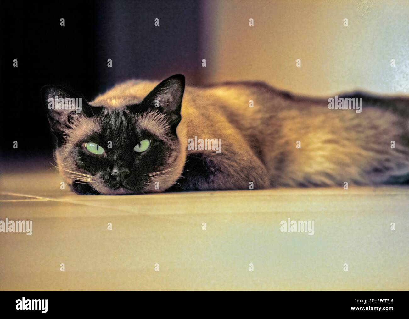 Siamese Cat. Stock Photo