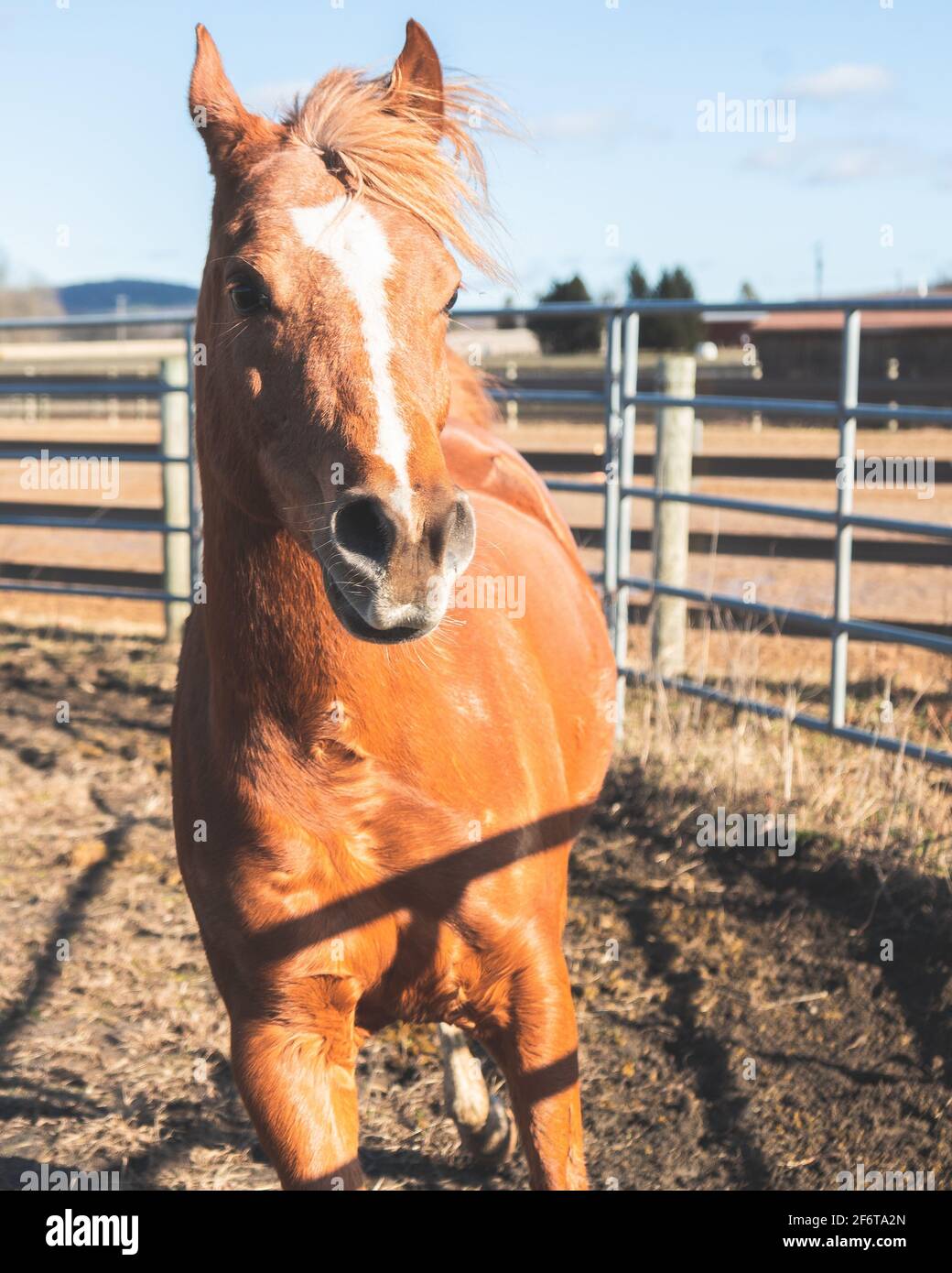 Arabian horse running hires stock photography and images Alamy