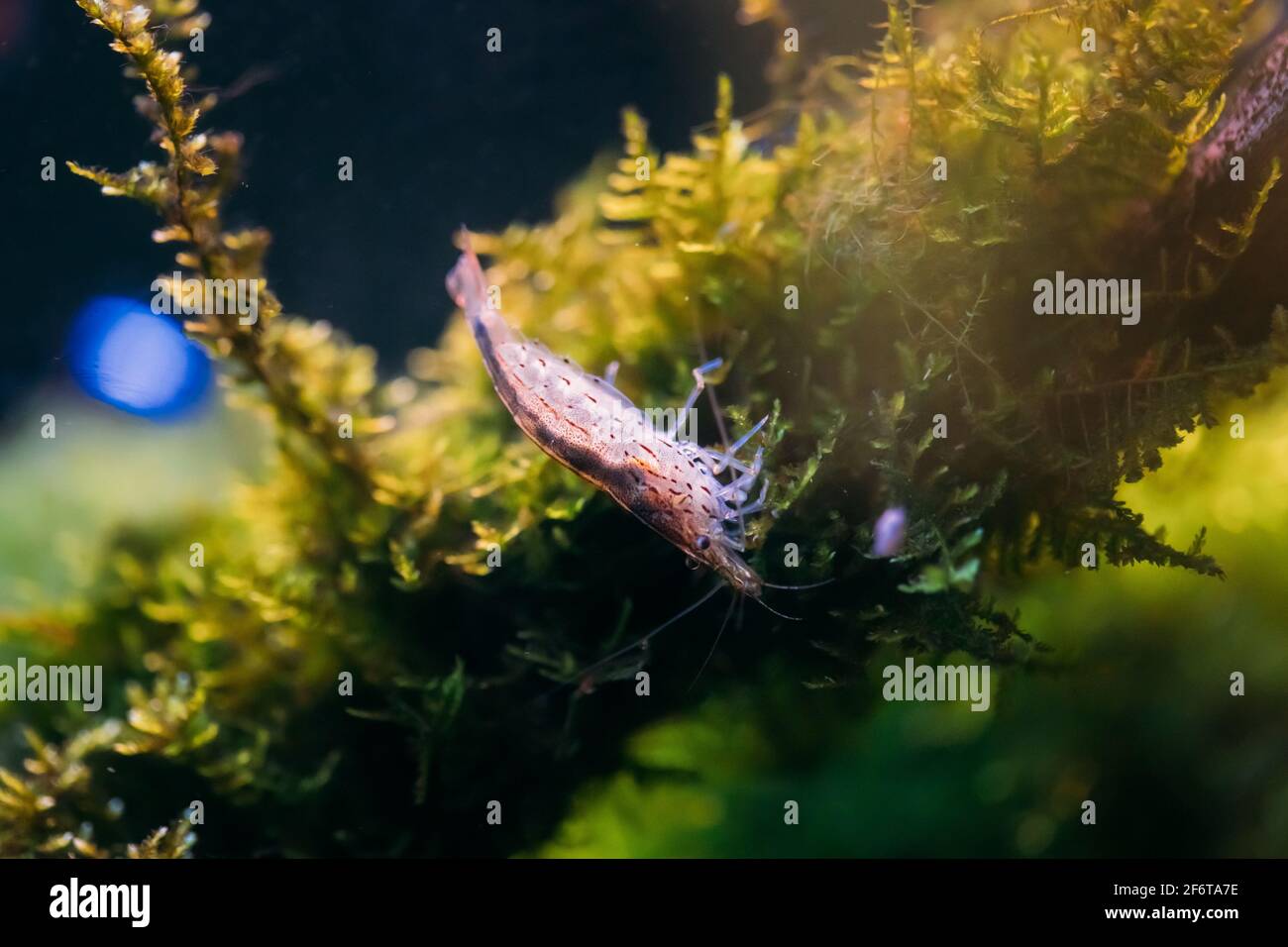 Amano Shrimp Or Japanese Shrimp Swimming In Water Stock Photo