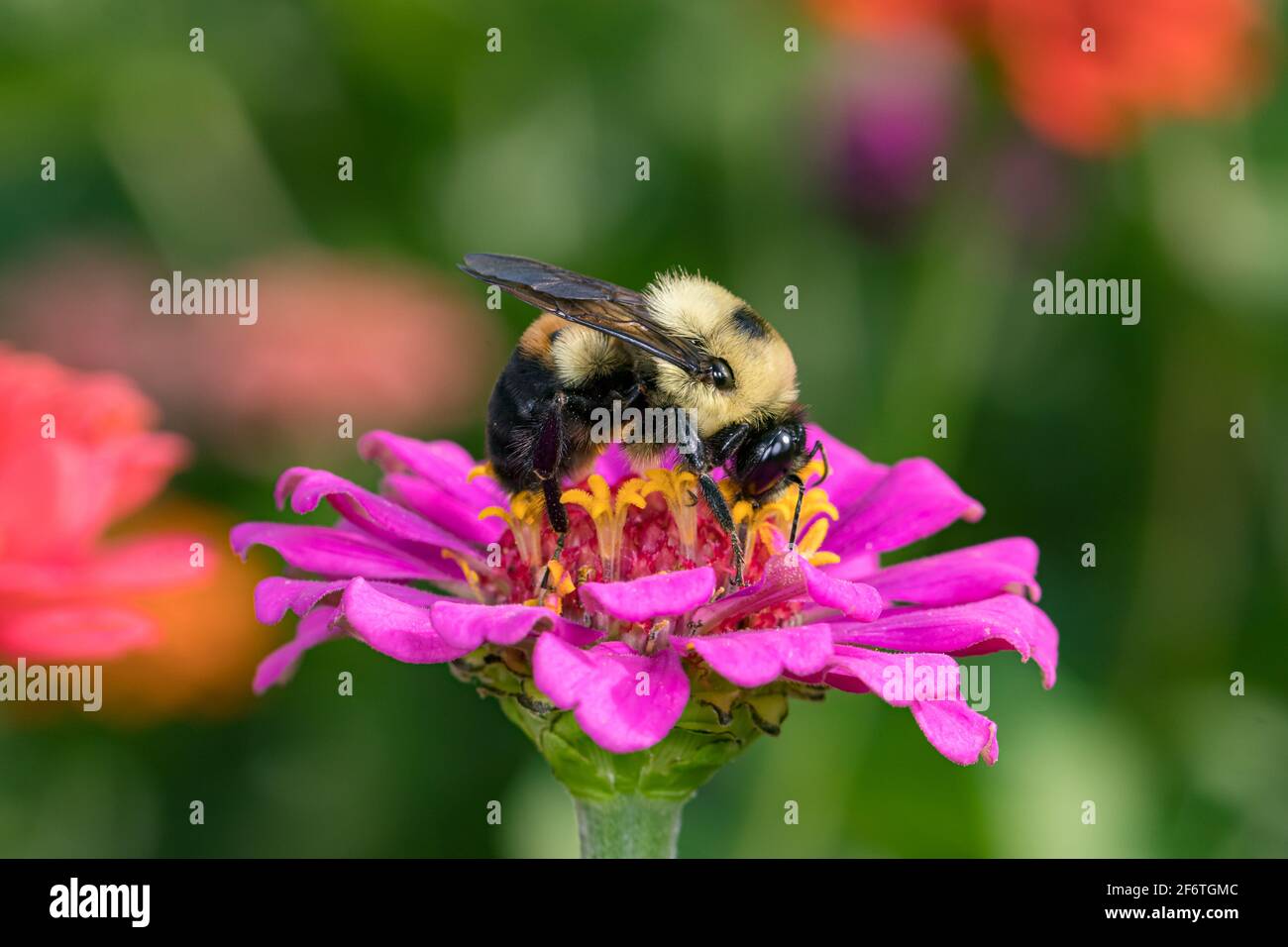 Bumble bee feeding on nectar from Zinnia wildflower. Concept of insect and wildlife conservation, habitat preservation, and backyard flower garden Stock Photo