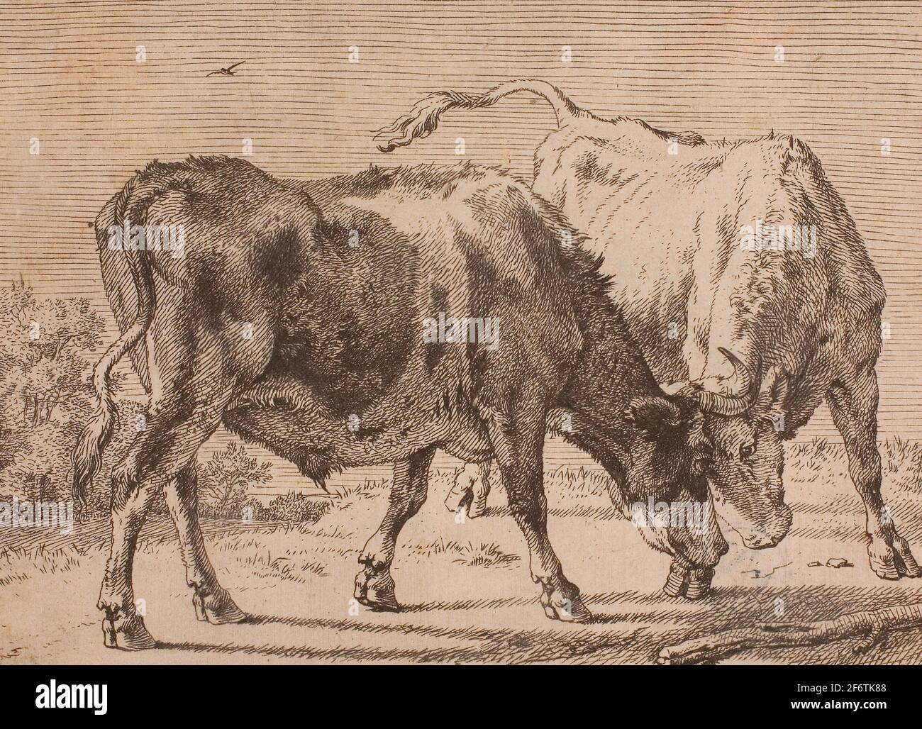 Author: Paulus Potter. Two Bulls Fighting - Paulus Potter Dutch, 1625-1654. Etching on ivory paper. 1645 - 1654. Holland. Stock Photo