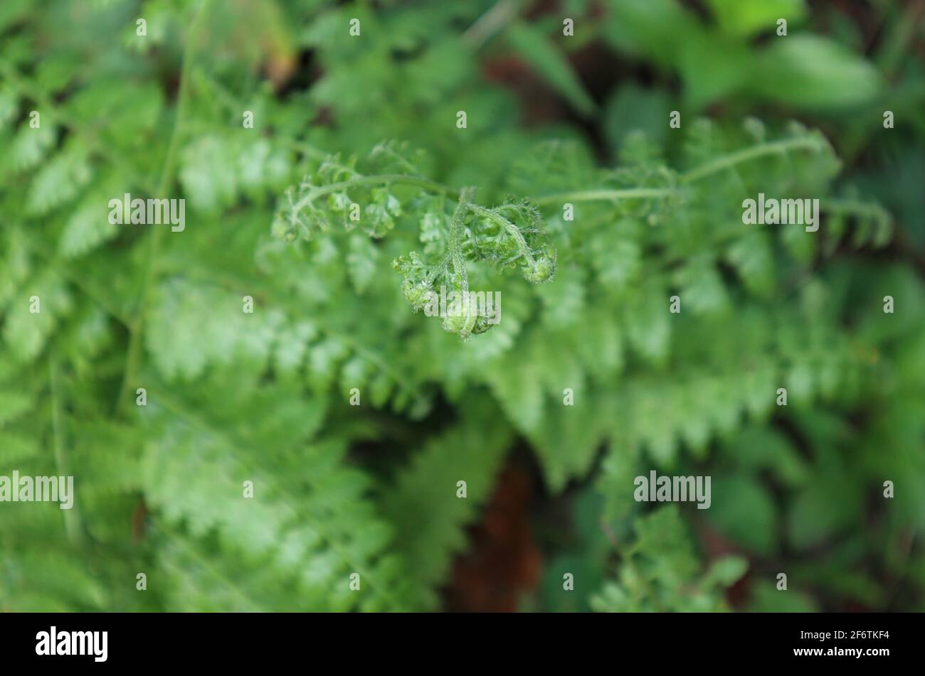 Extreme close up view of a bracken leaf's hairy tip Stock Photo