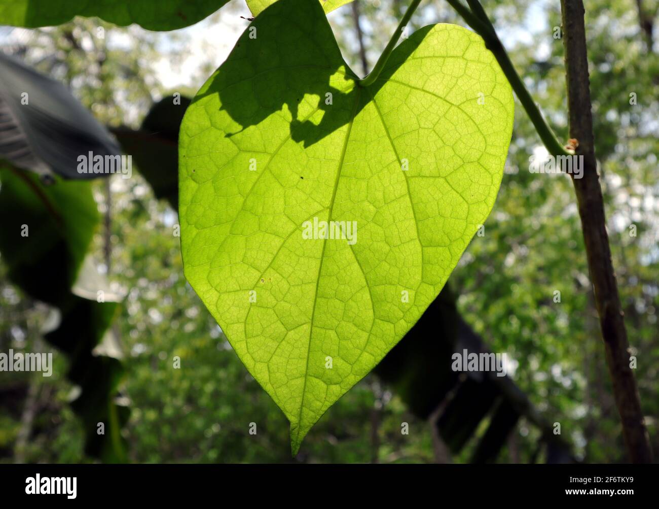 Sunlight flows through a Heart leaved mooseed(Rasakinda) leaf Stock Photo