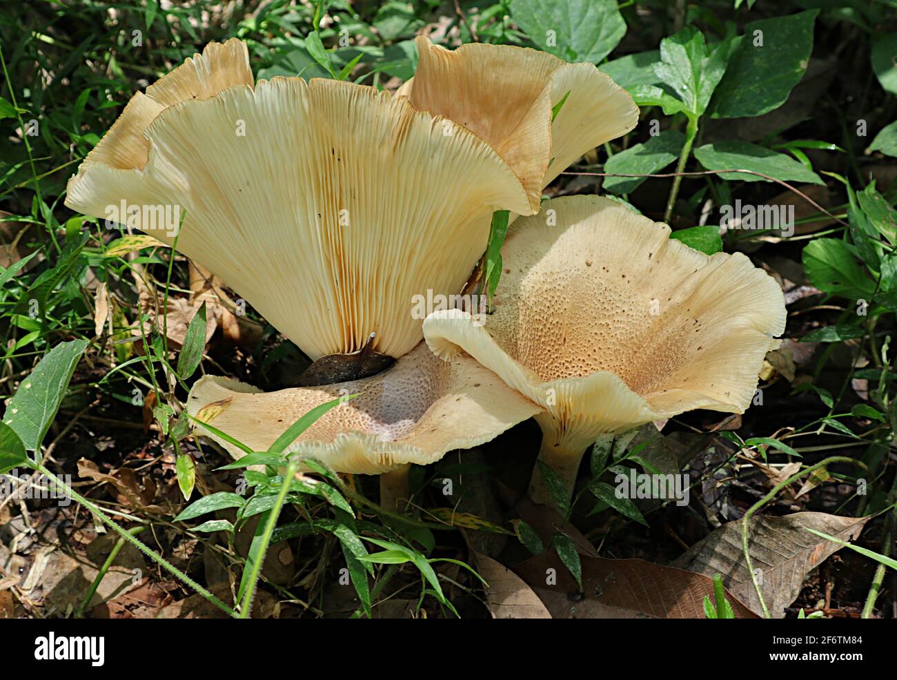 Side view of three large brown mushrooms with grass leaves on the ground Stock Photo