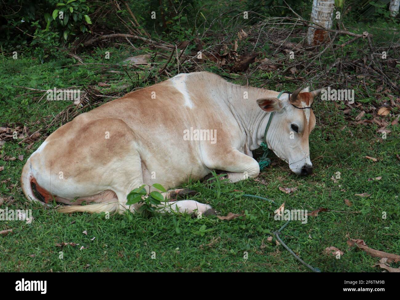 A light brown cattle resting on a grassy ground,both foreground and background in focus Stock Photo