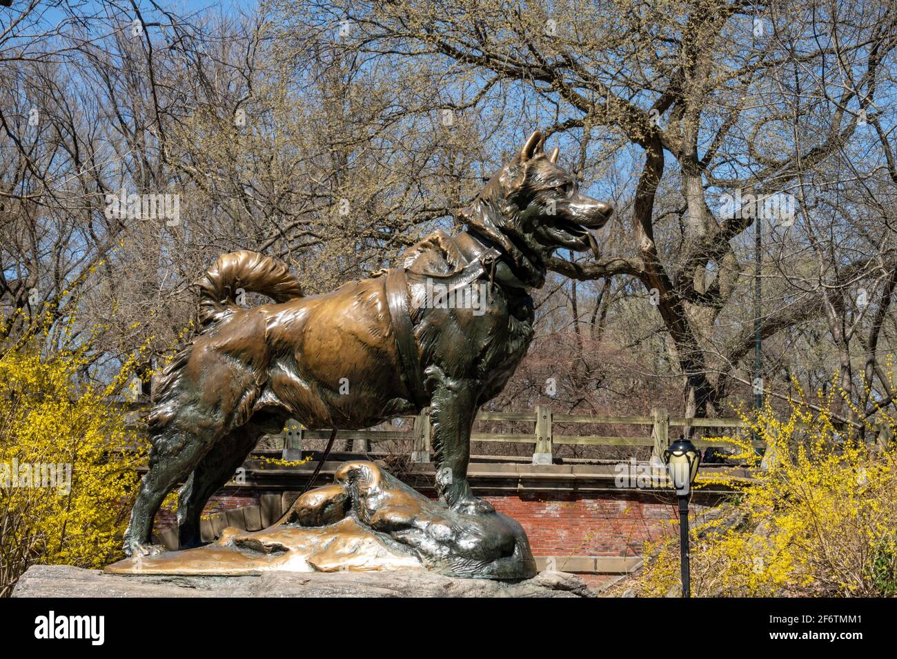 Famous Sled Dog Statue, Balto, in Central Park NYC Stock Photo Alamy