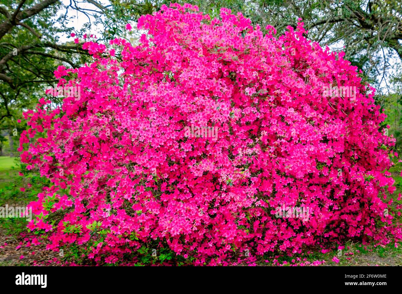 A pink azalea blooms in a yard, March 30, 2021, in Coden, Alabama. Azaleas are popular ornamental shrubs in the American South. Stock Photo
