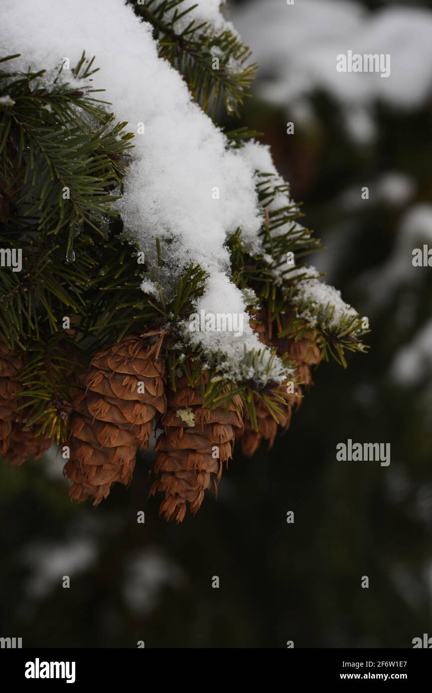 Pine cones on a snow covered branch of an evergreen tree Stock Photo