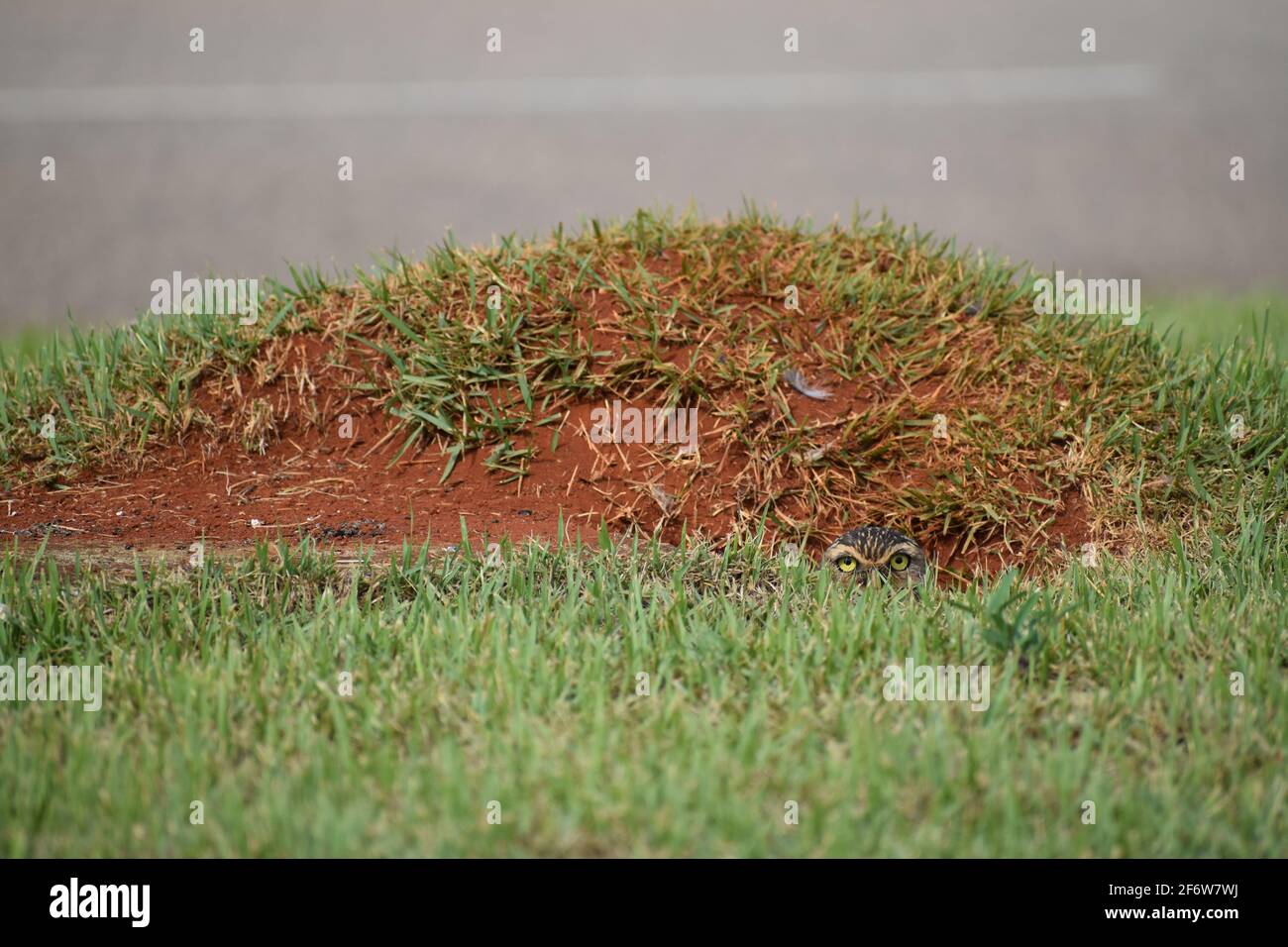 A burrowing owl (athene cunicularia) with yellow eyes plays peek-a-boo looking from hole of her cave and burrow in the ground with green grass Stock Photo