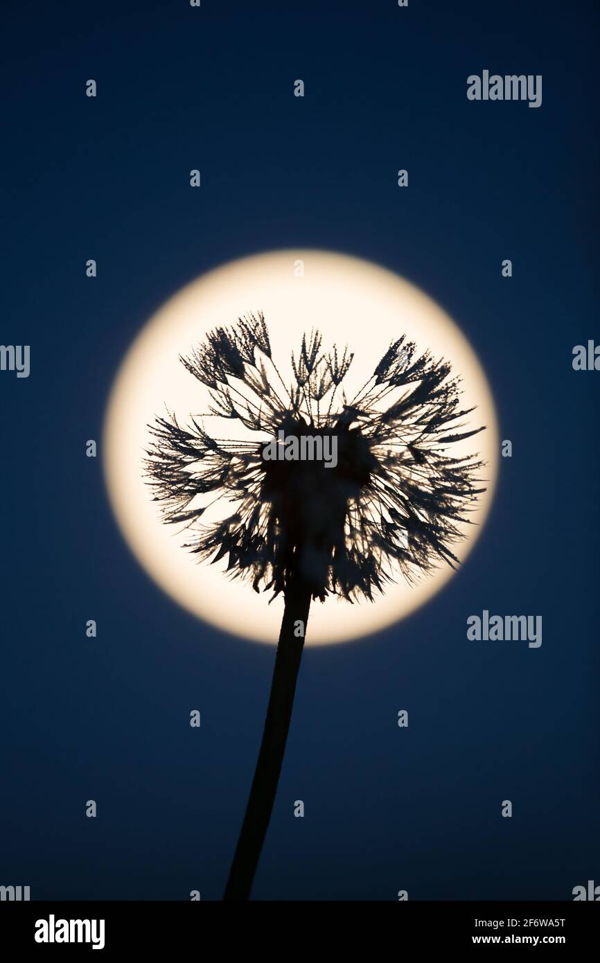 Silhoutte of an overblown dandelion at night, moon in the background Stock Photo