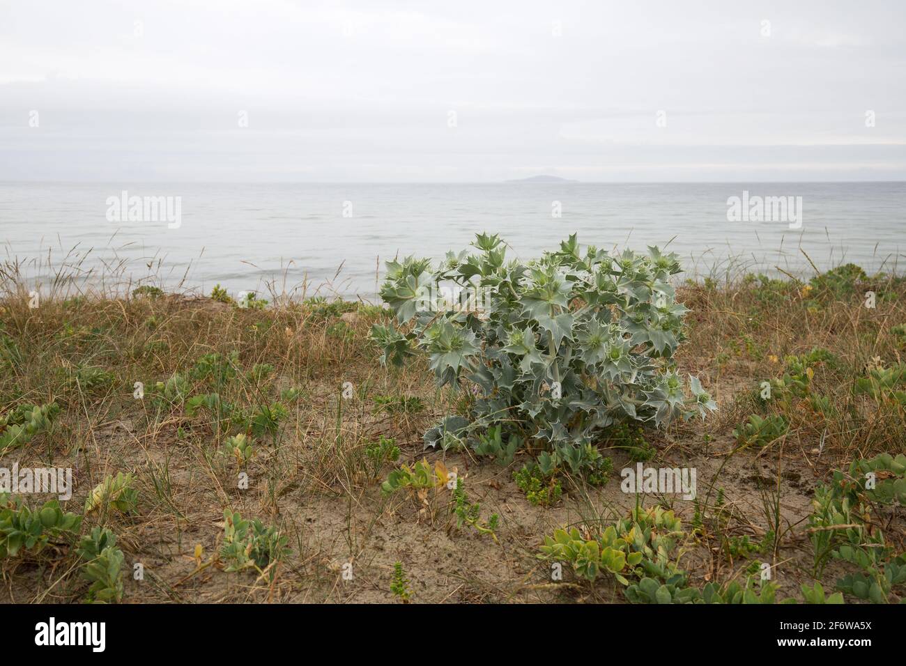 Sea holly, Eryngium maritimum growing in dry environment, ocean in the background Stock Photo