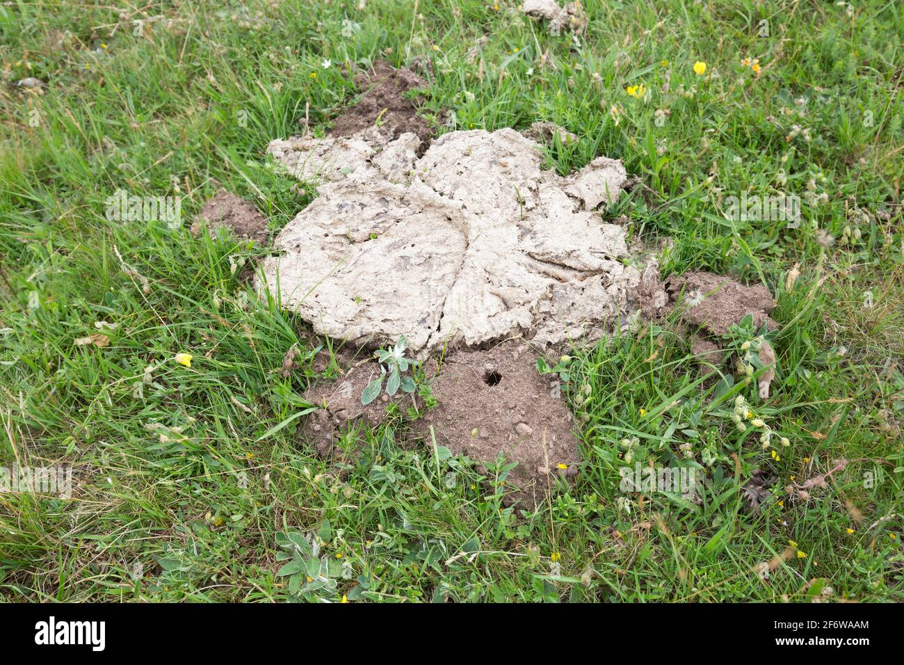 Trace after horned dung beetle, Copris lunaris beside cow dung Stock Photo