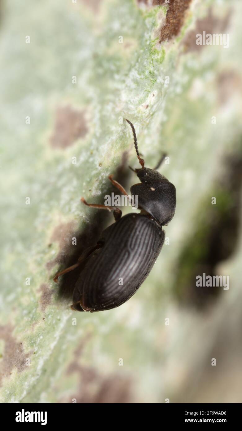 Anobiid beetle on hazel wood Stock Photo