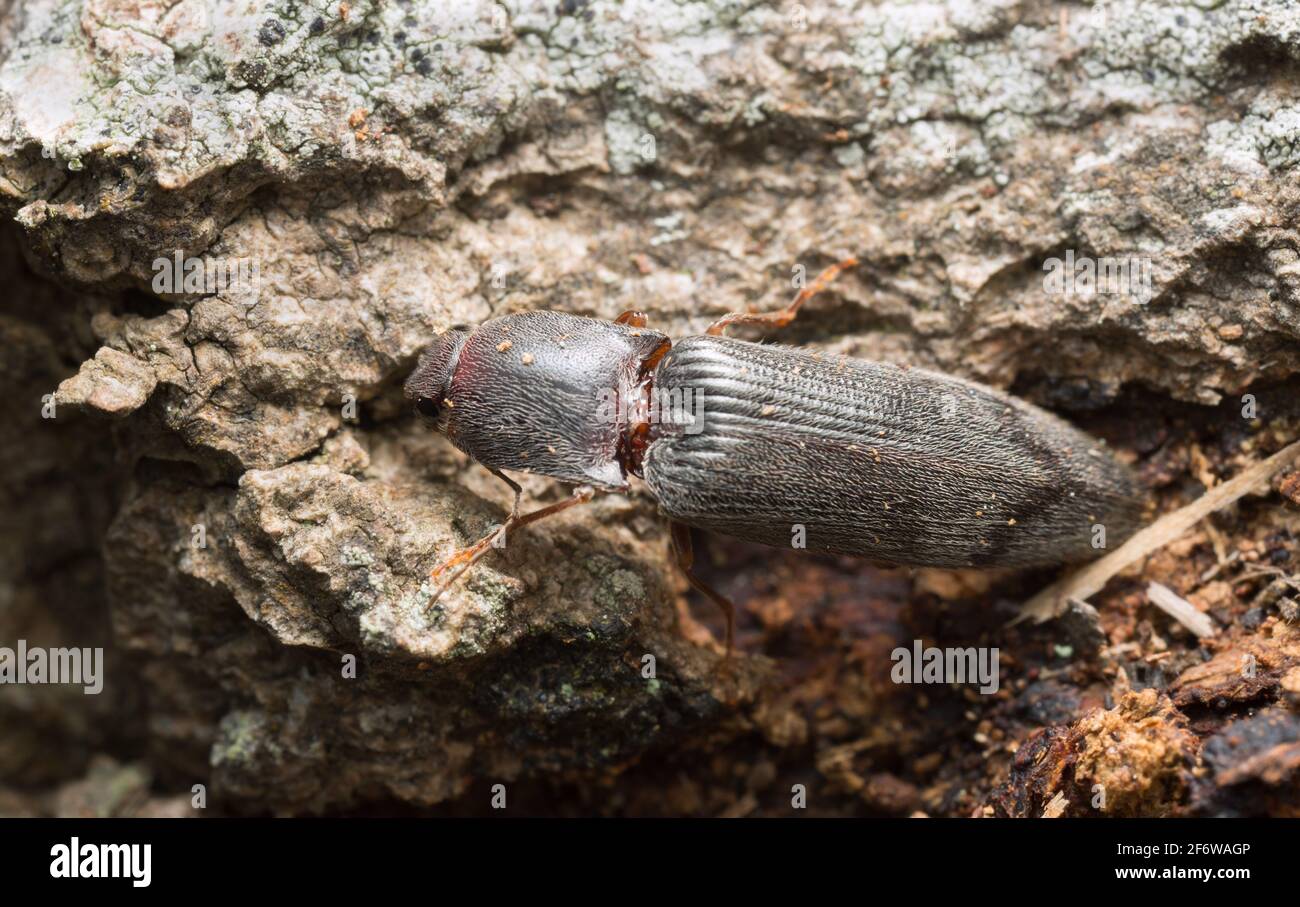 Click beetle, Stenagostus rhombeus on wood Stock Photo