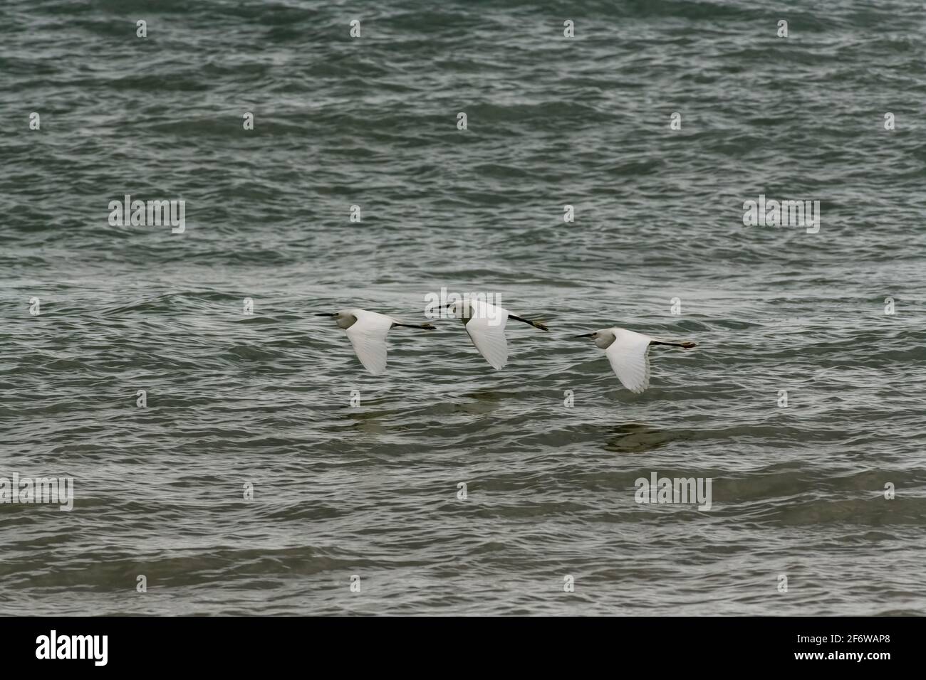 A Group Of Three Snowy White Egrets Are Flying Over The Ocean Water Stock Photo