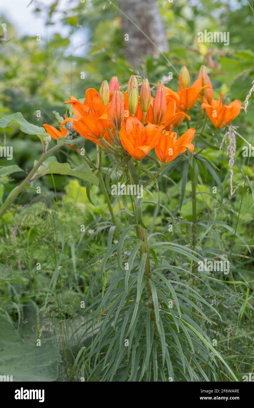 Blooming orange lily, Lilium bulbiferum Stock Photo - Alamy