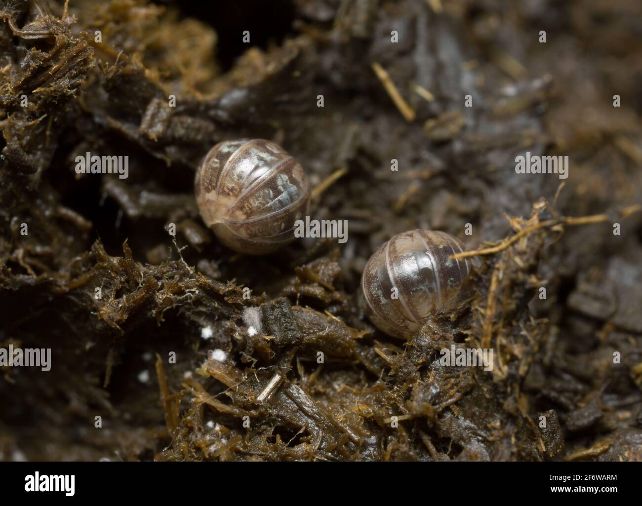 Armadillidiidae bugs in dung Stock Photo