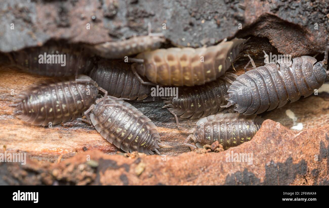 Woodlice hi-res stock photography and images - Alamy