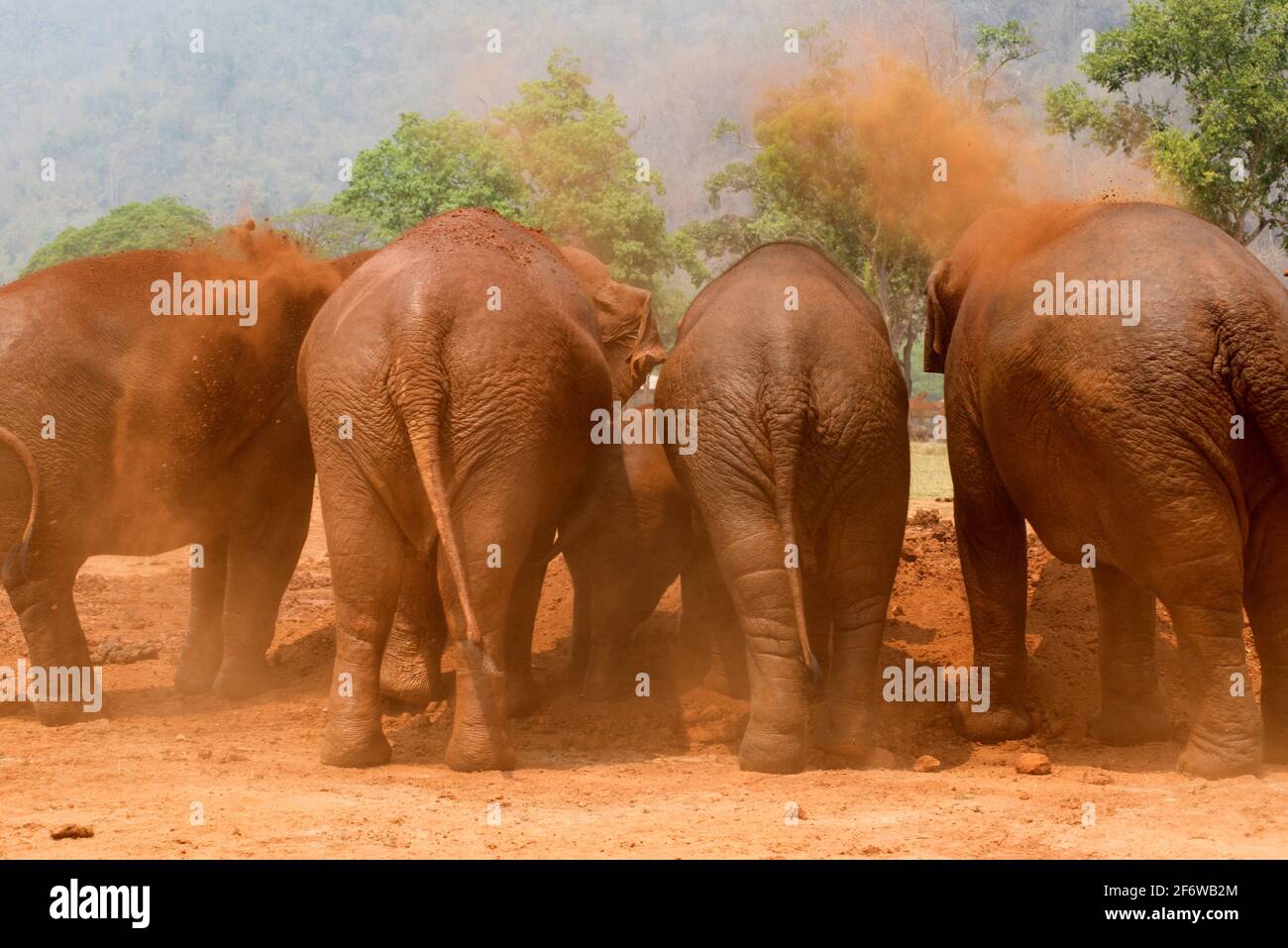 Asian or asiatic elephant (Elephas maximus) taking a mud bath. Chiang Mai, Thailand. Stock Photo