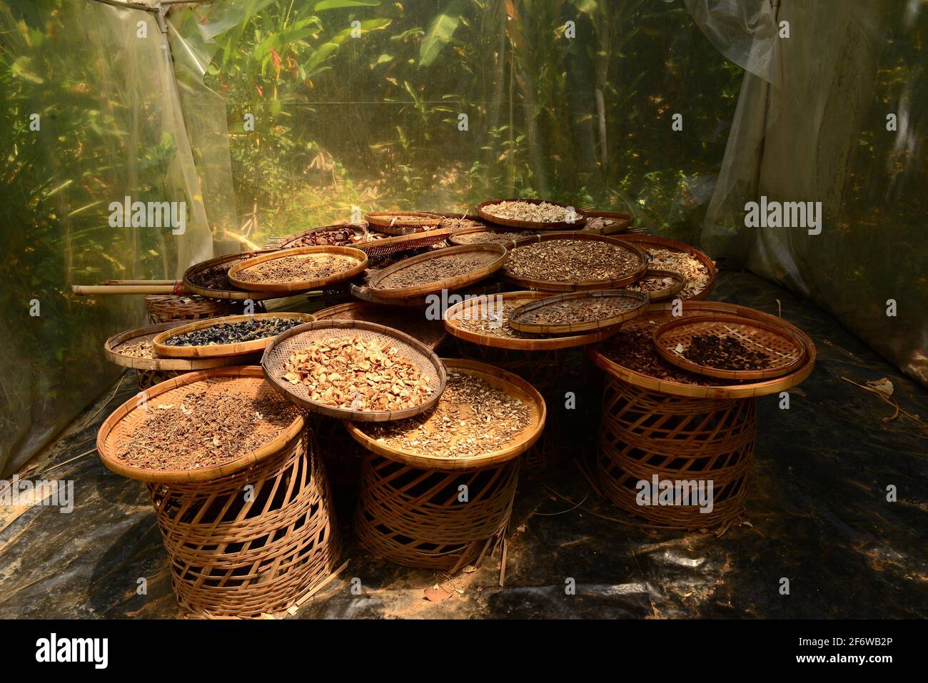 Chiang Mai, species drying. Thailand. Stock Photo
