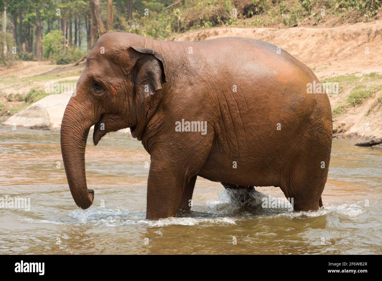 Asian or asiatic elephant (Elephas maximus) bathing in a river. Chiang Mai, Thailand. Stock Photo